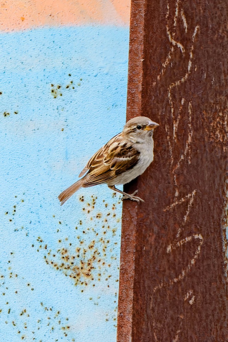 Moineau domestique - ML620621437