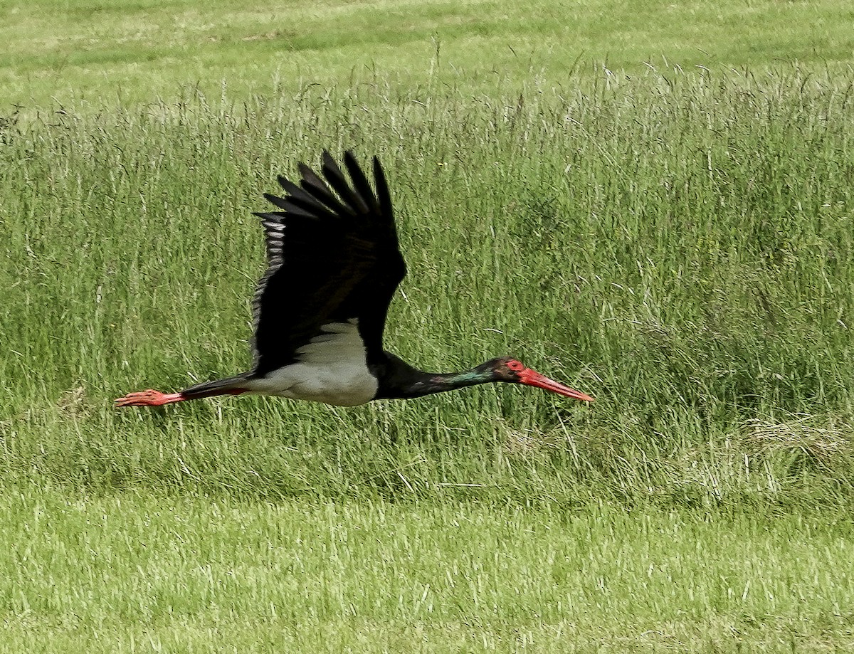 Cigogne noire - ML620621438