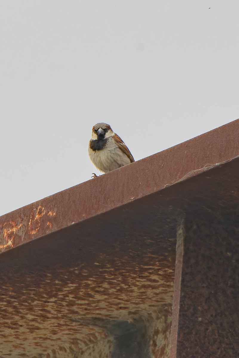 House Sparrow - ML620621439