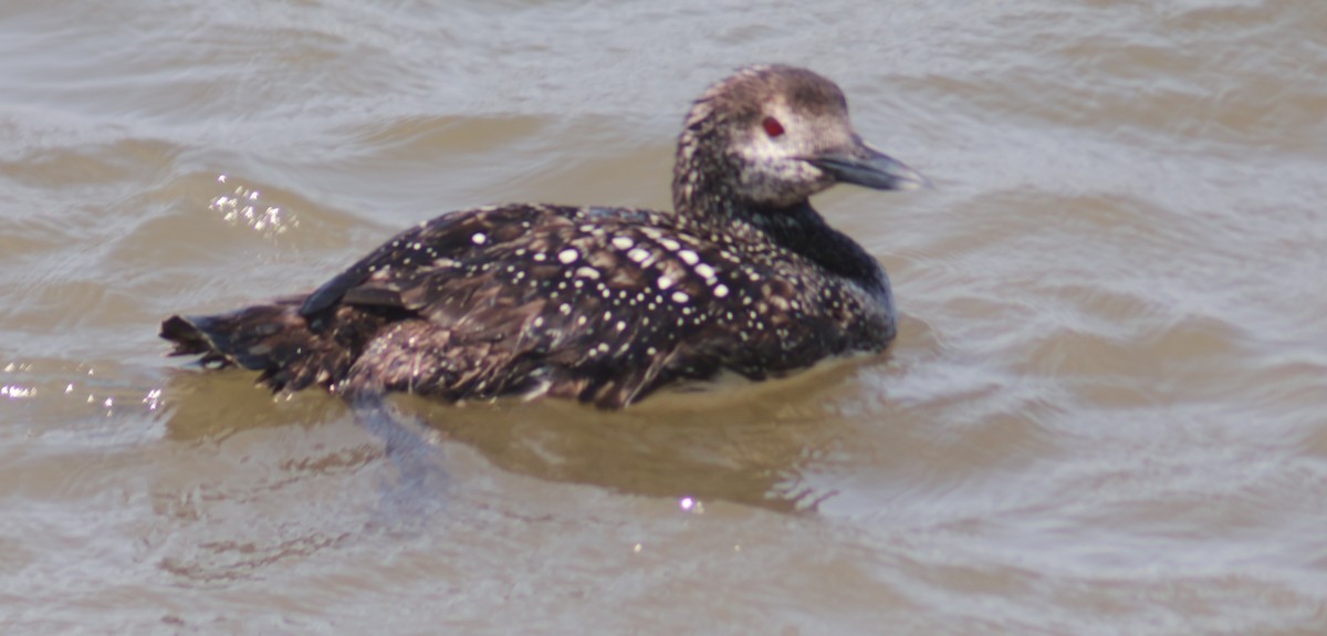 Common Loon - ML620621440