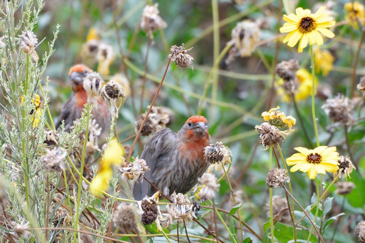 House Finch - ML620621442