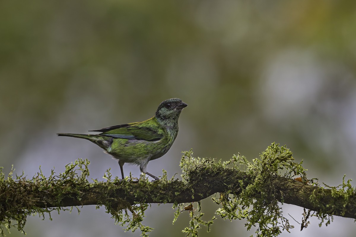 Black-capped Tanager - ML620621446