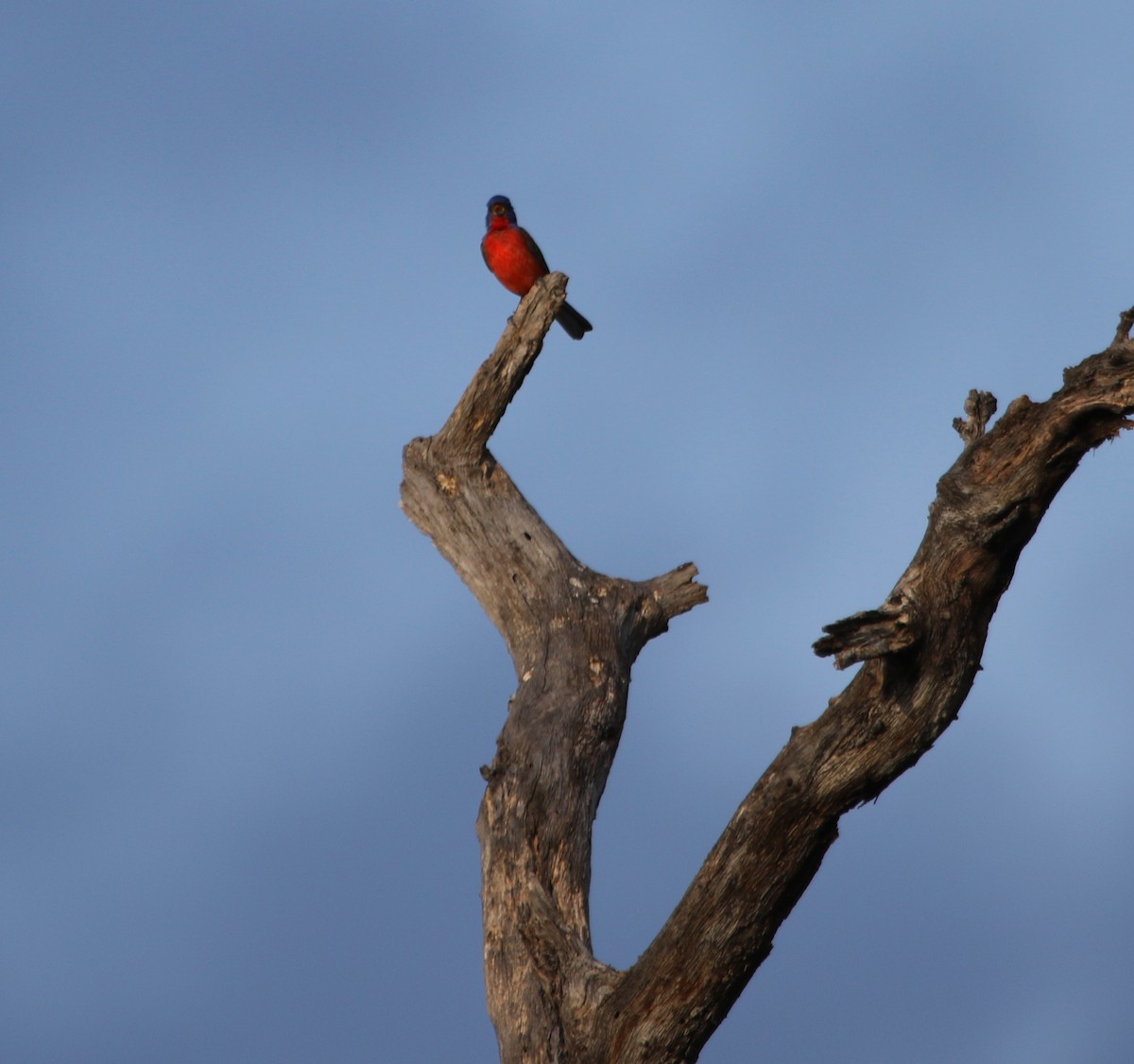 Painted Bunting - ML620621449