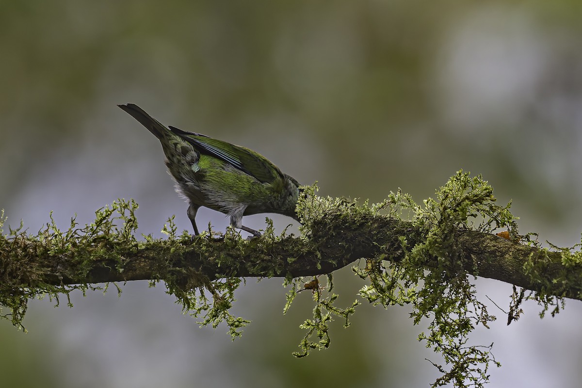 Black-capped Tanager - ML620621450