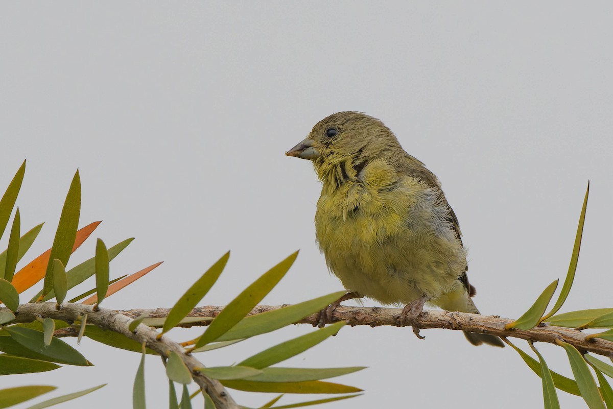 Lesser Goldfinch - ML620621451