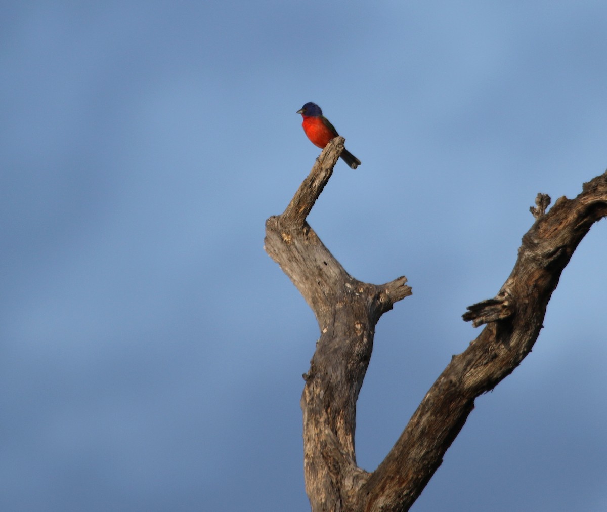 Painted Bunting - ML620621452