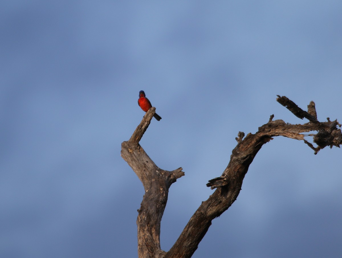 Painted Bunting - River Ahlquist