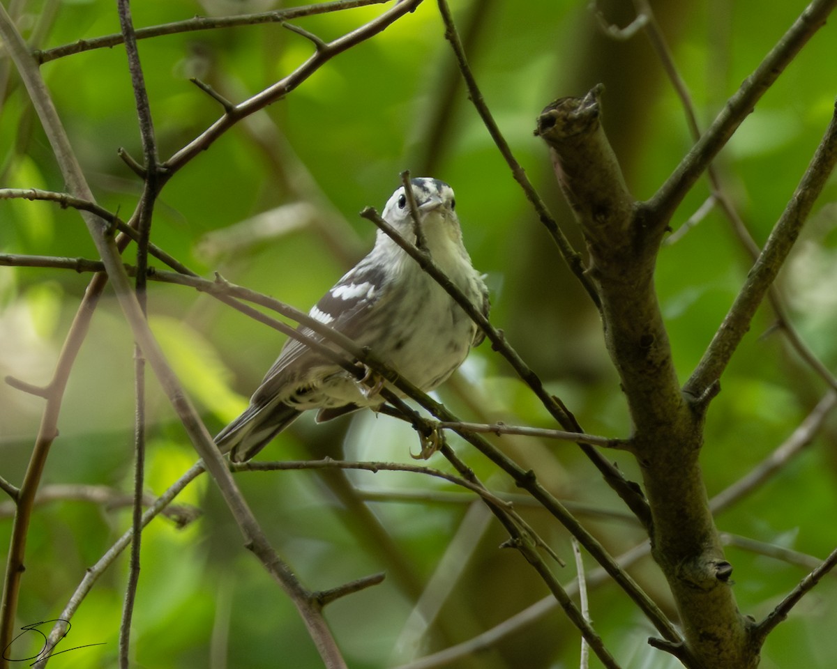 Black-and-white Warbler - ML620621454