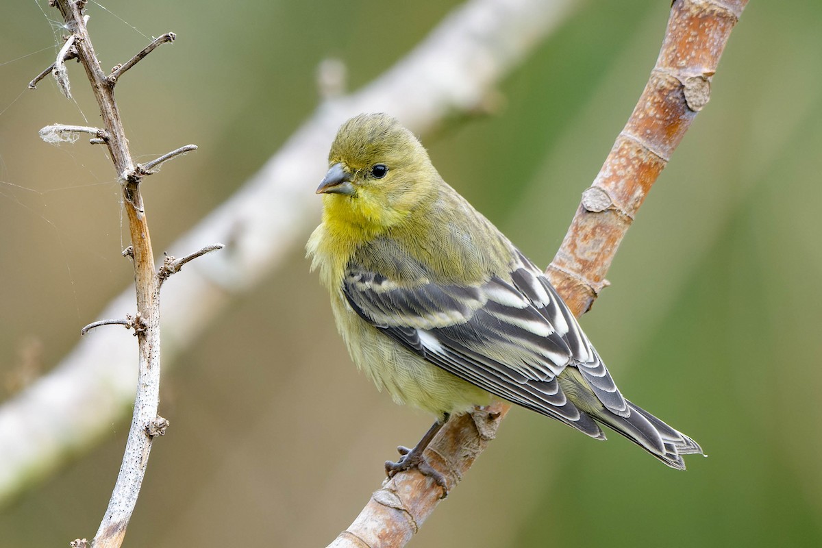 Lesser Goldfinch - ML620621455