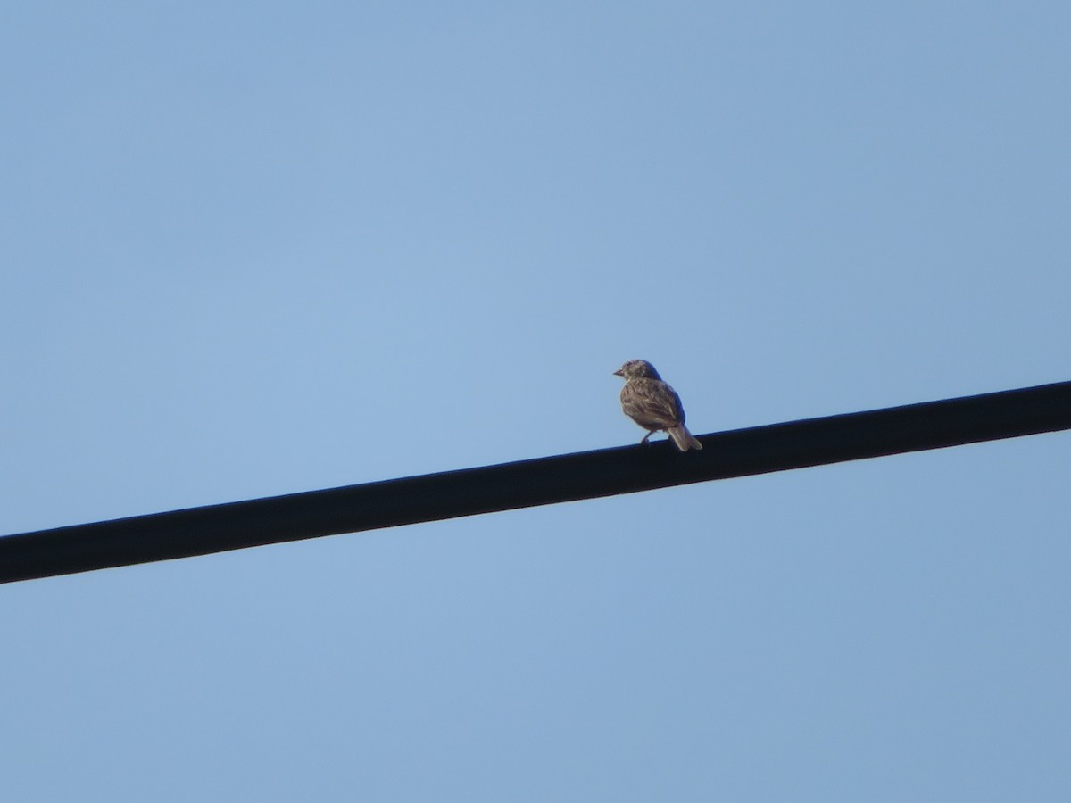 Vesper Sparrow - James Speicher