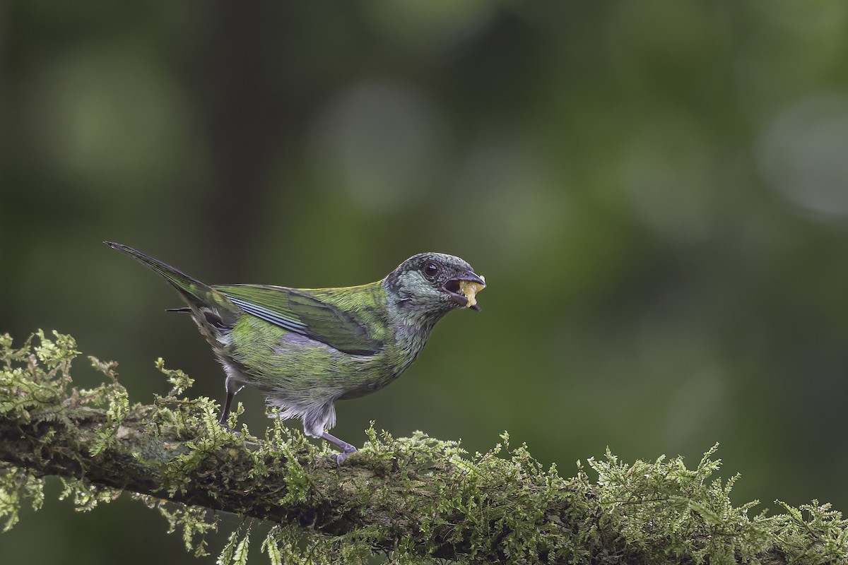 Black-capped Tanager - ML620621458