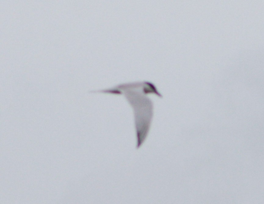 Gull-billed Tern - ML620621460