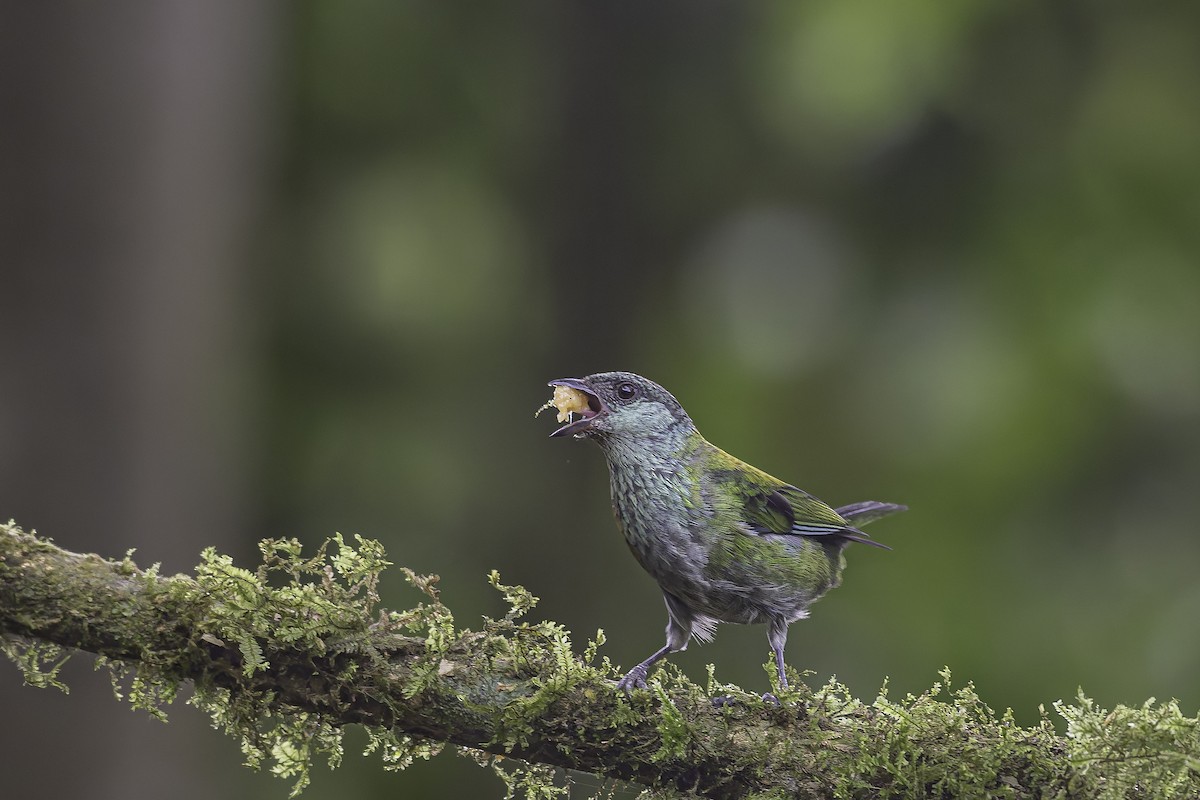 Black-capped Tanager - ML620621462