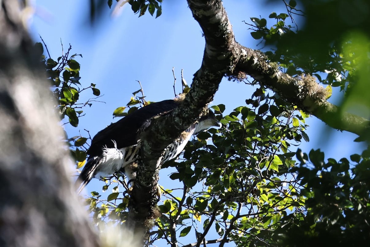 Águila Galana - ML620621463