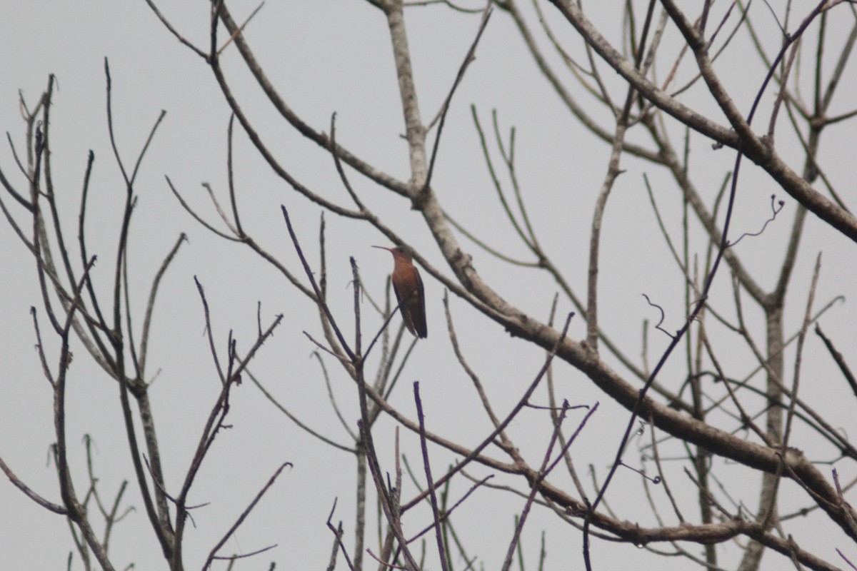 kolibřík ryšavý - ML620621464