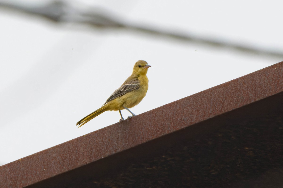 Hooded Oriole - ML620621468