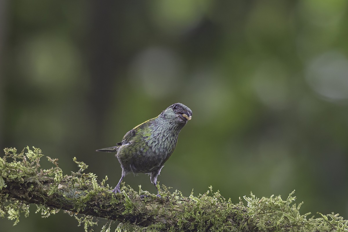 Black-capped Tanager - ML620621472