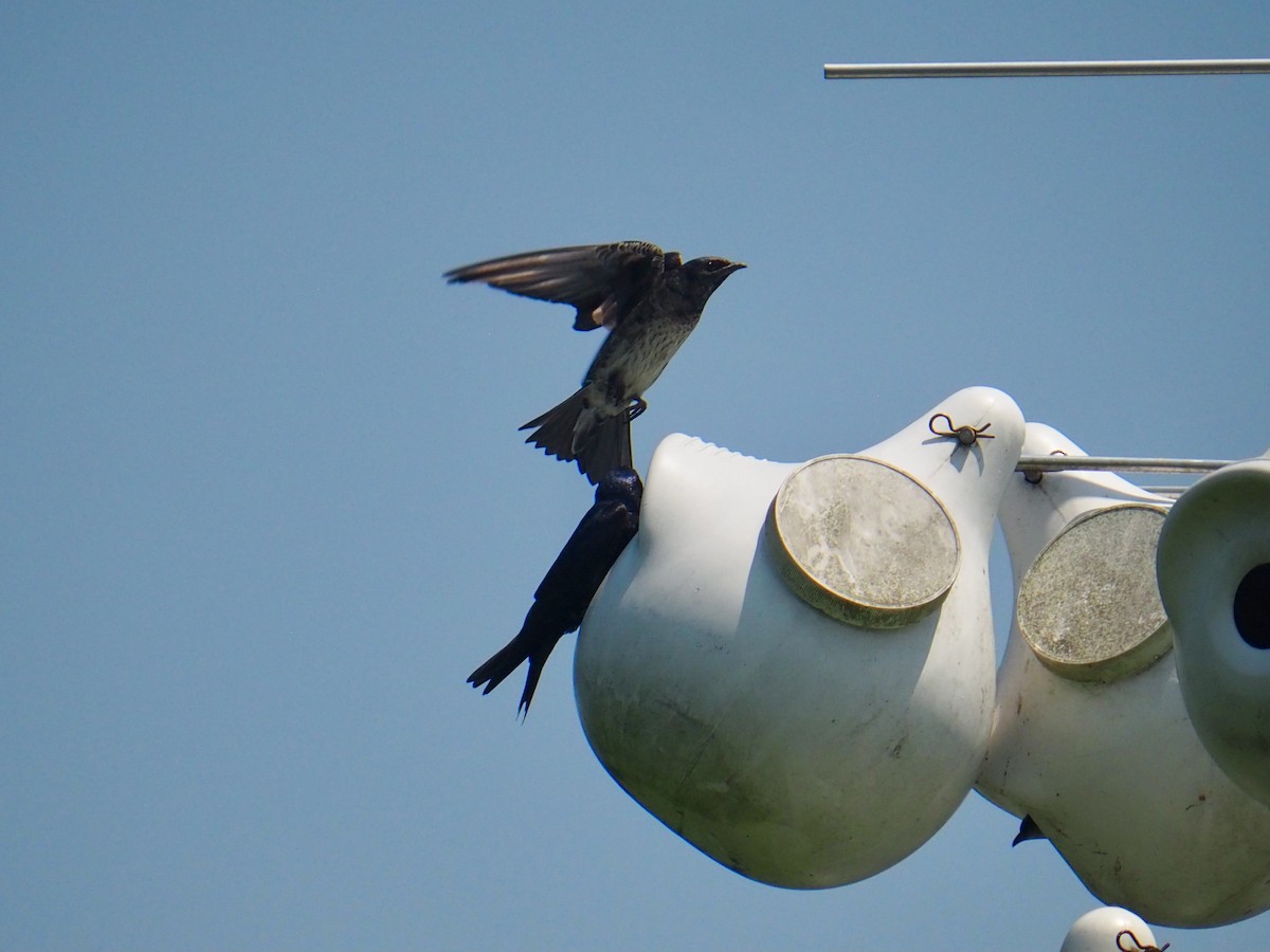 Purple Martin - Ingrid Messbauer