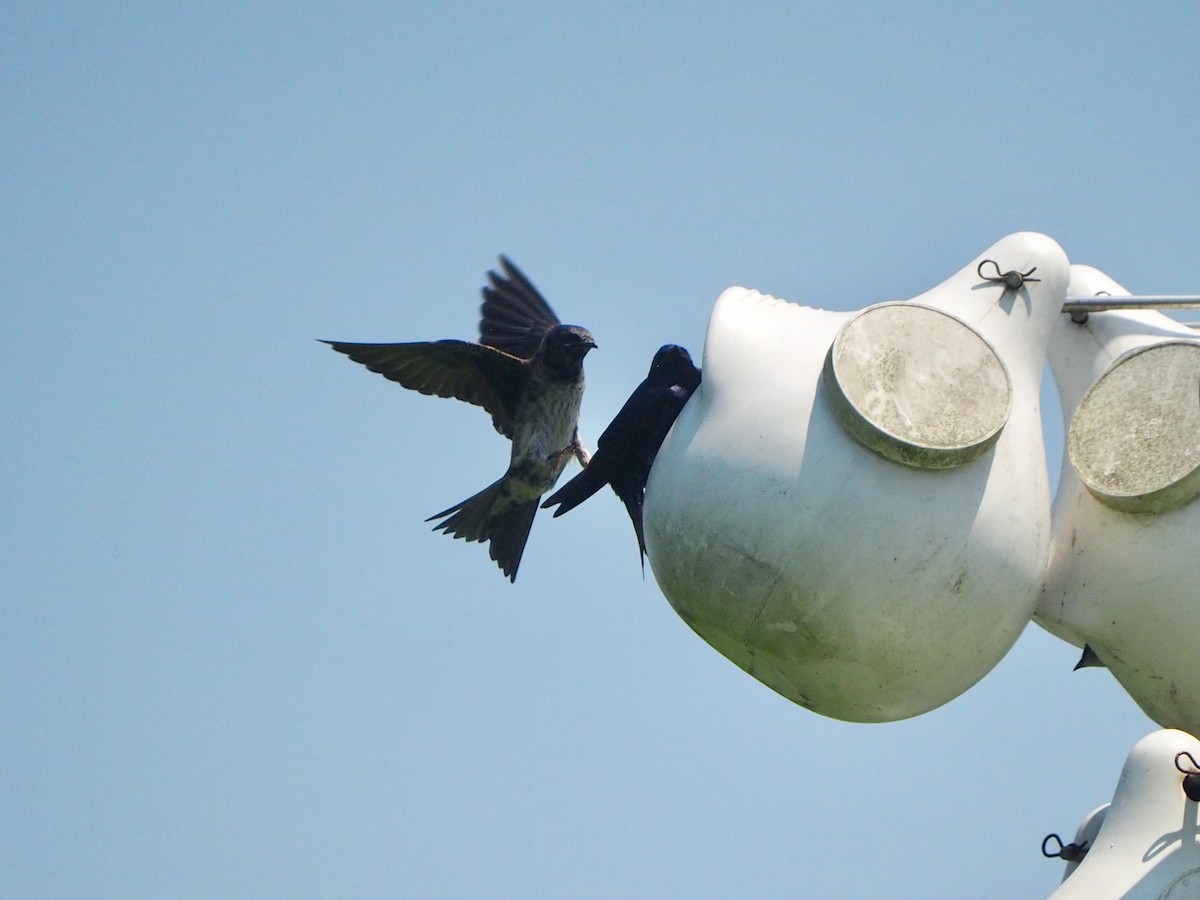 Purple Martin - Ingrid Messbauer