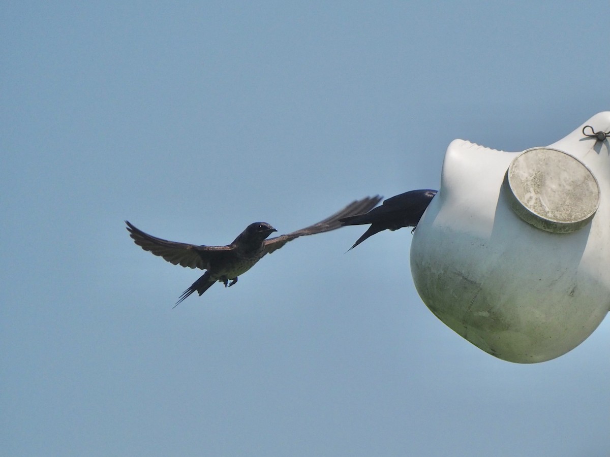 Purple Martin - ML620621477