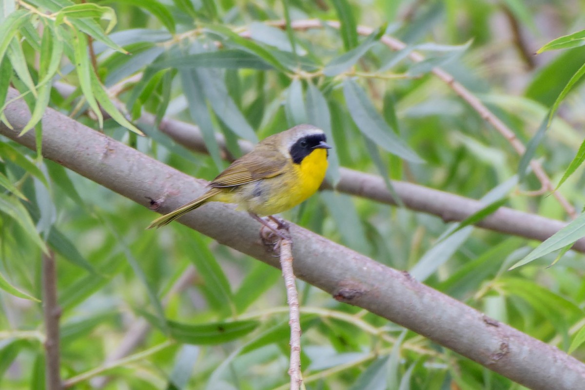 Common Yellowthroat - ML620621479