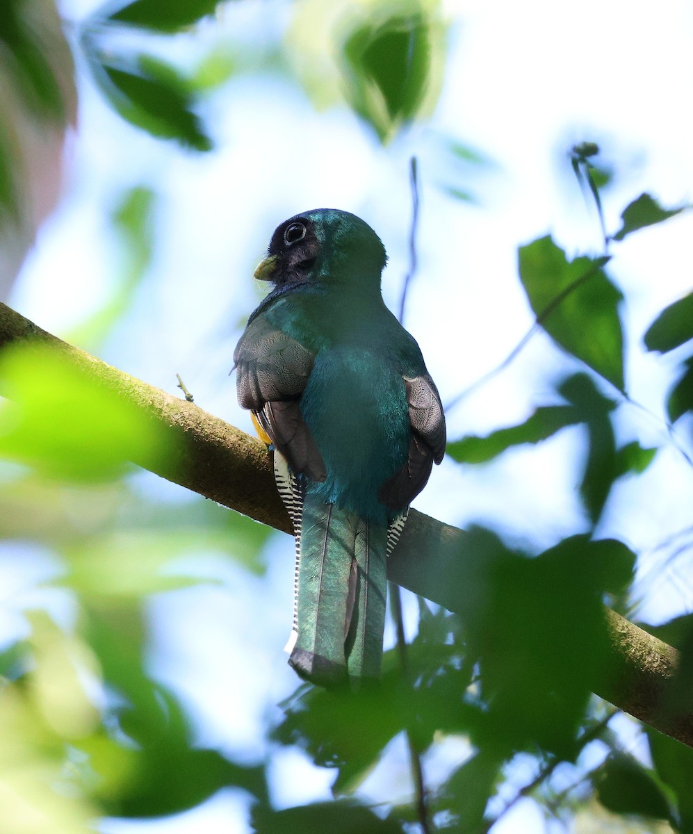 Atlantic Black-throated Trogon - ML620621481