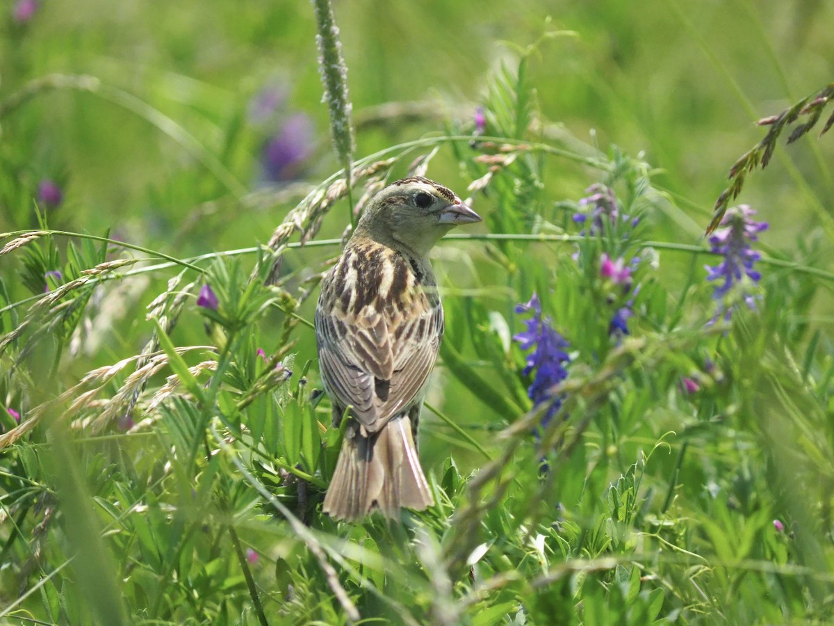 bobolink - ML620621491