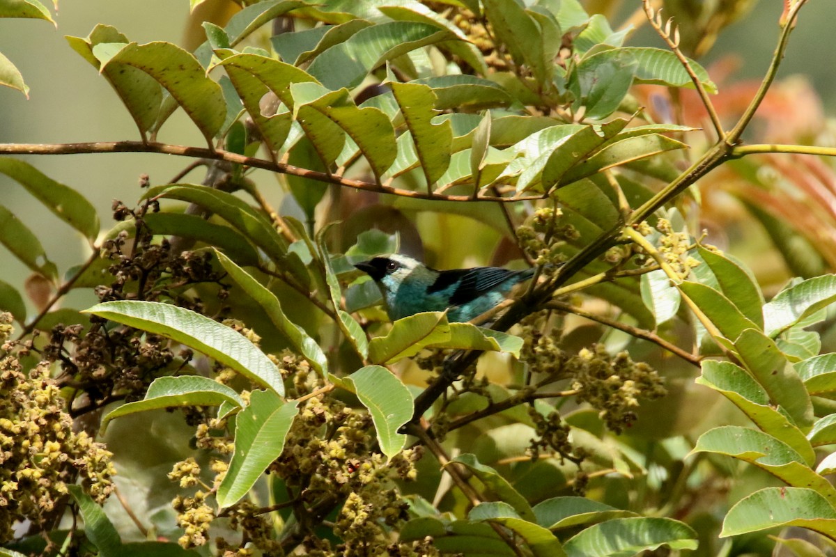 Metallic-green Tanager - ML620621496