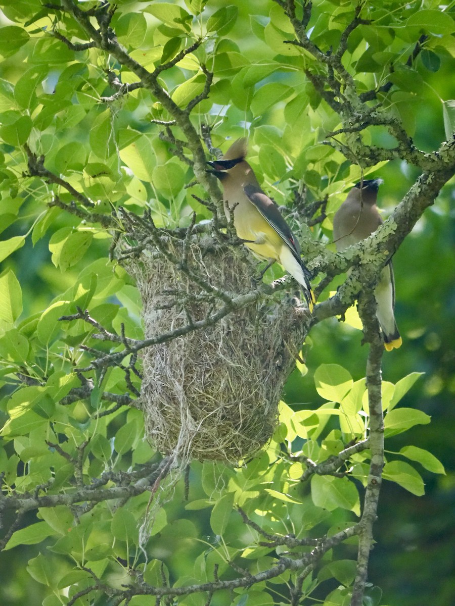 Cedar Waxwing - ML620621499