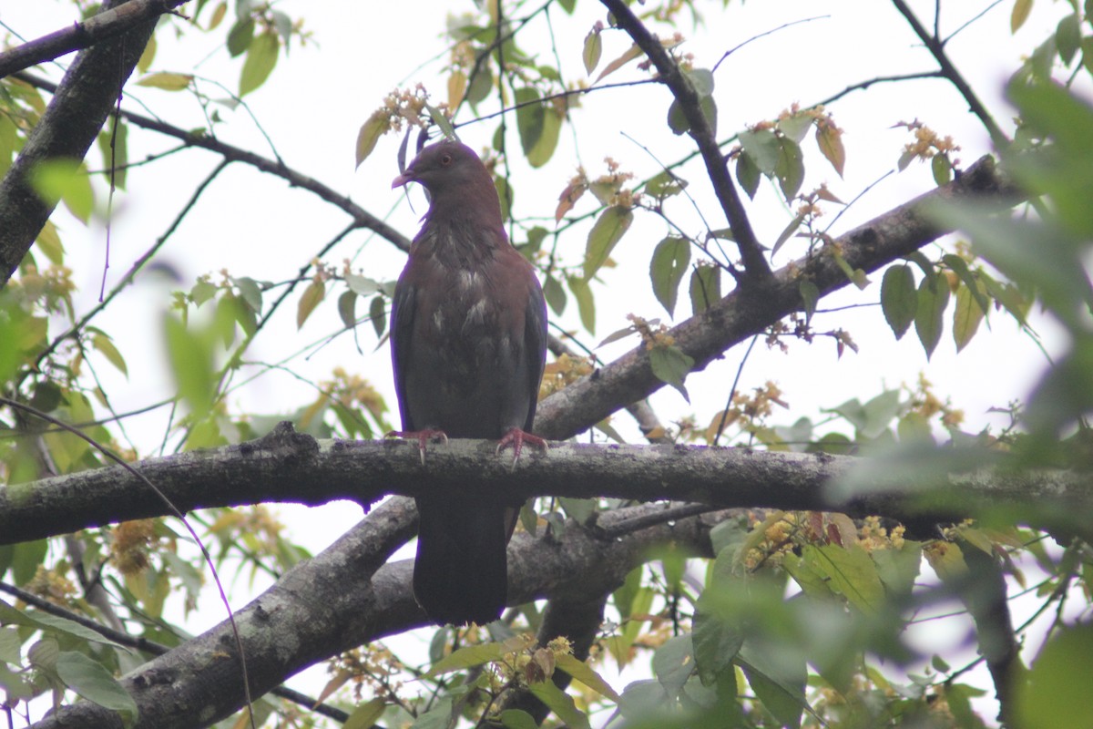 Pigeon à bec rouge - ML620621504