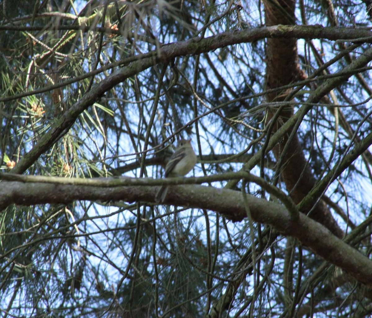 Western Flycatcher - ML620621508