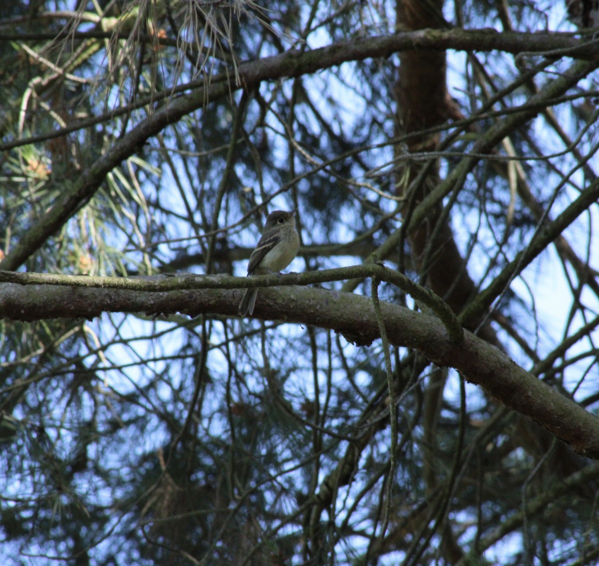 Western Flycatcher - ML620621509