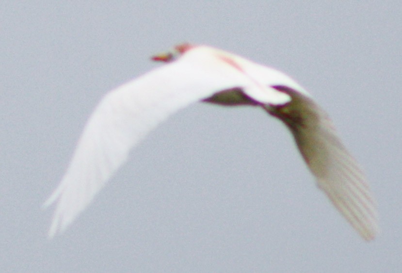 Western Cattle Egret - ML620621516