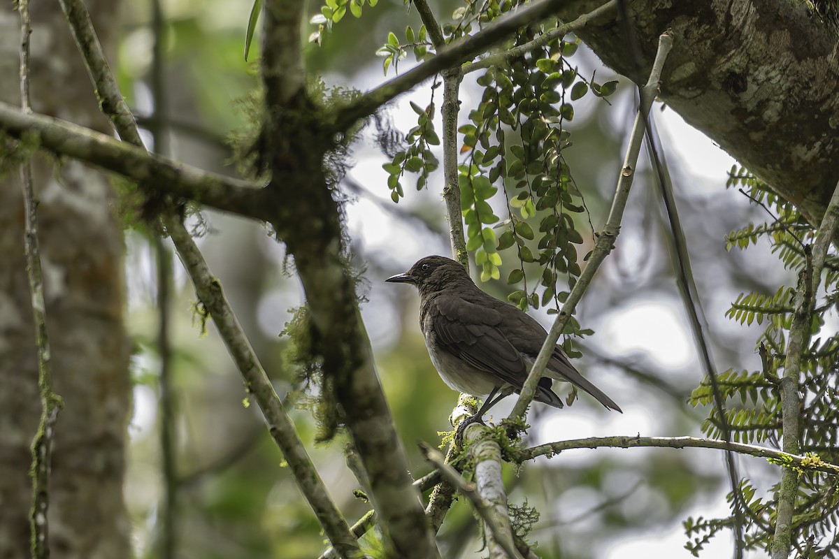 Black-billed Thrush - ML620621522