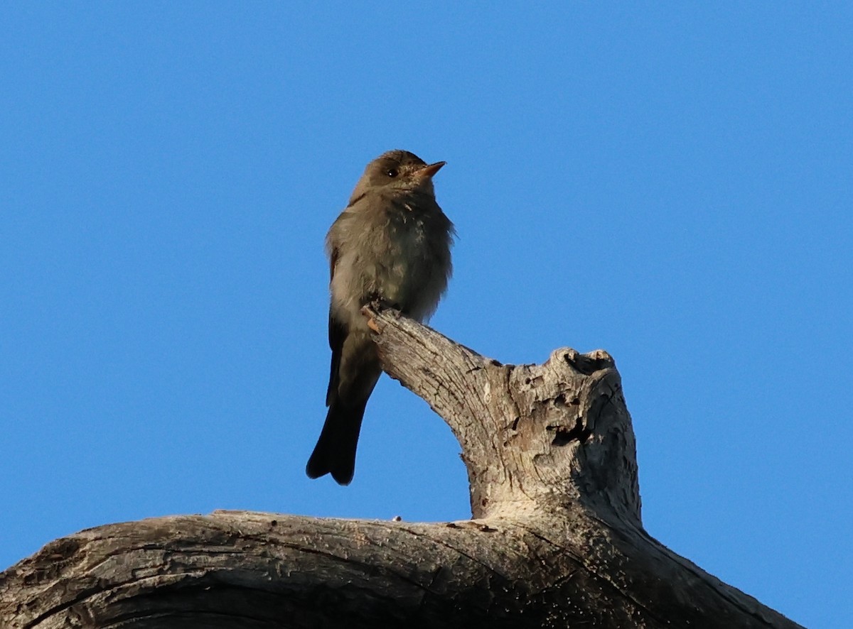 Blasskehl-Schnäppertyrann - ML620621523