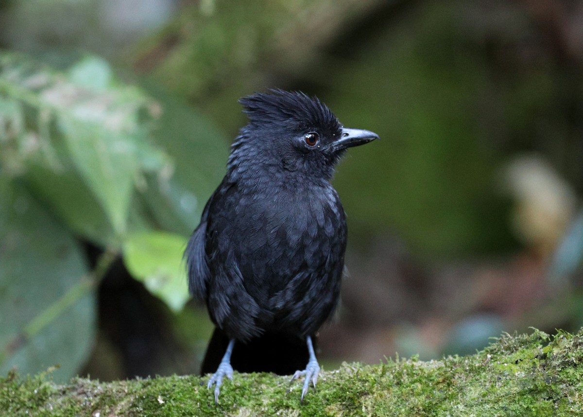 Tufted Antshrike - ML620621530