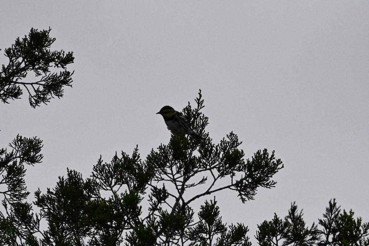 Golden-cheeked Warbler - ML620621532