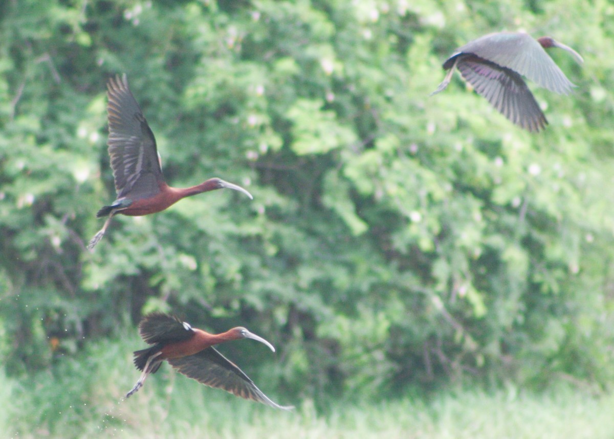 ibis hnědý - ML620621534
