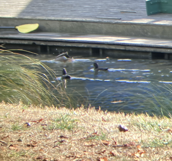 New Zealand Scaup - Luciana L.