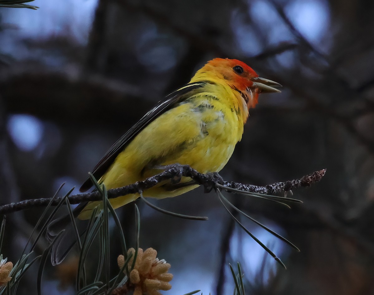 Western Tanager - ML620621536