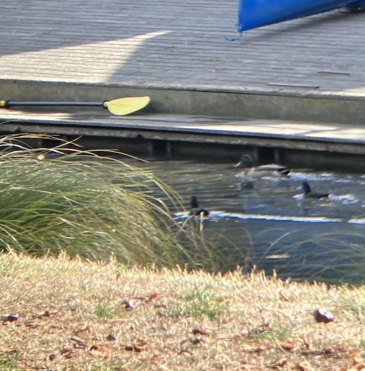 New Zealand Scaup - ML620621537