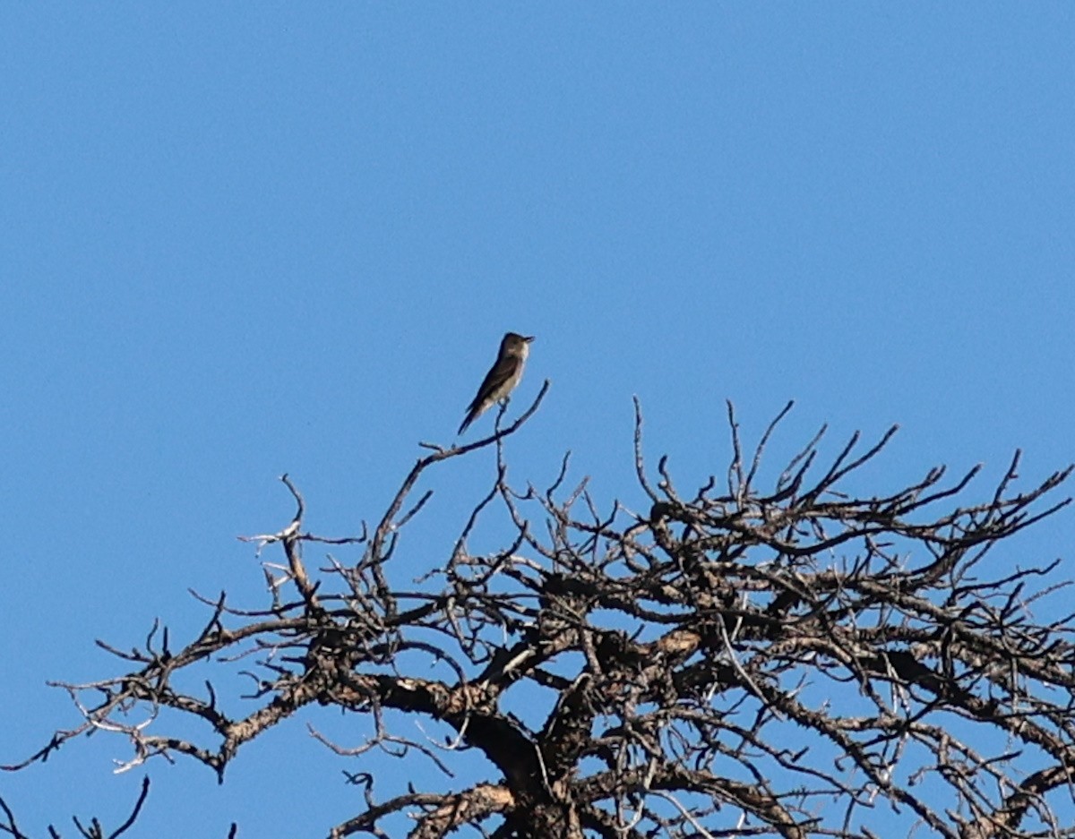 Olive-sided Flycatcher - ML620621539