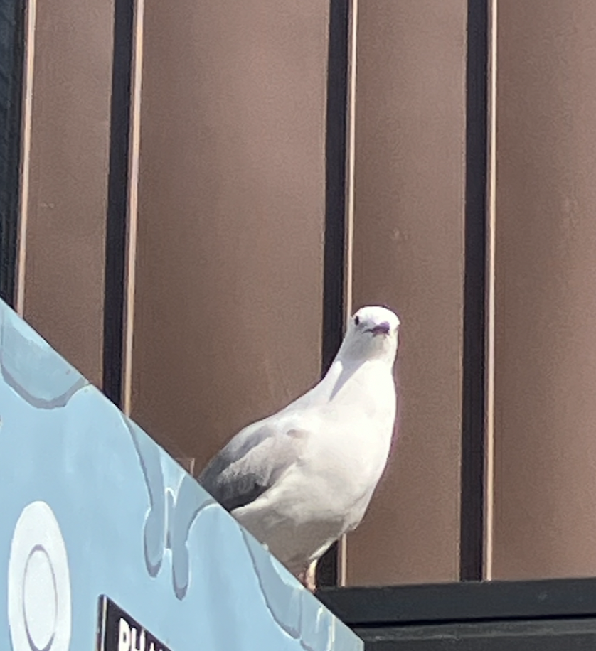 Silver Gull - ML620621541