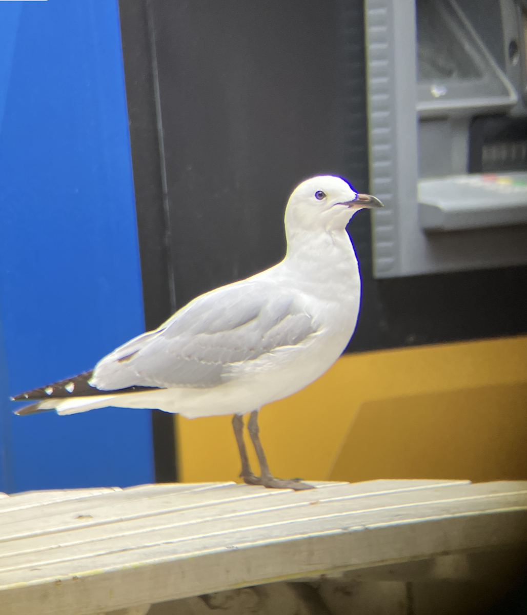 Silver Gull - ML620621542