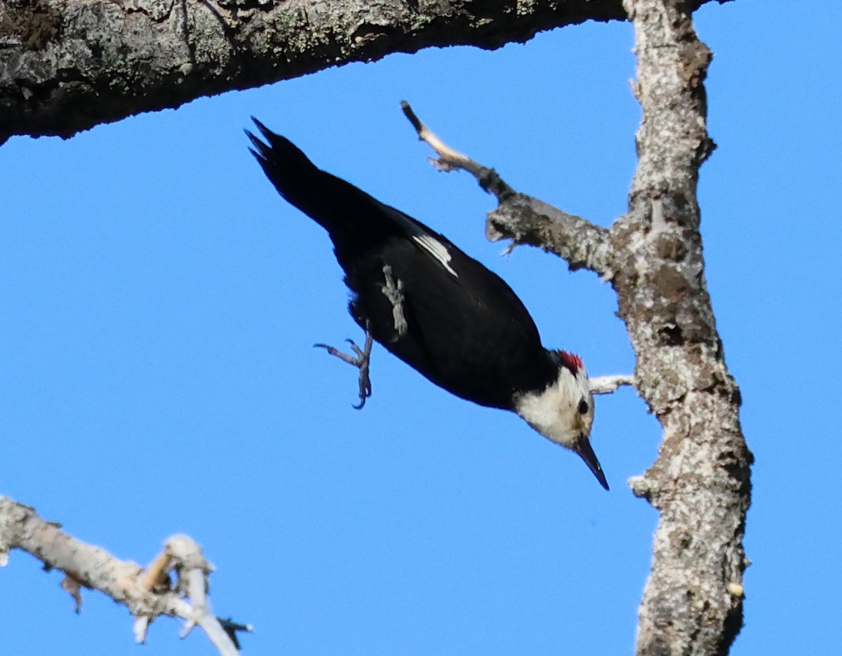 White-headed Woodpecker - ML620621545