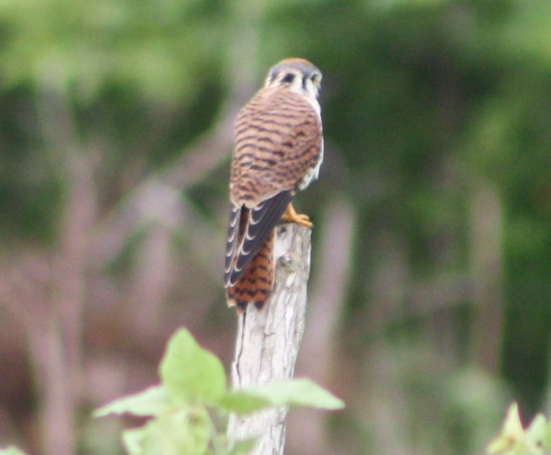 American Kestrel - ML620621548