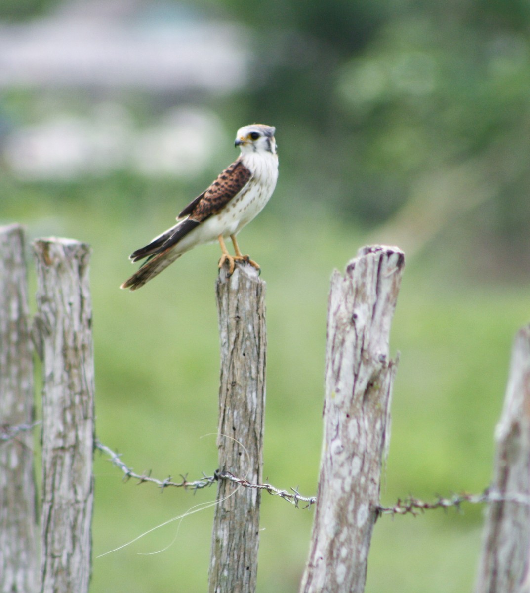 American Kestrel - ML620621549