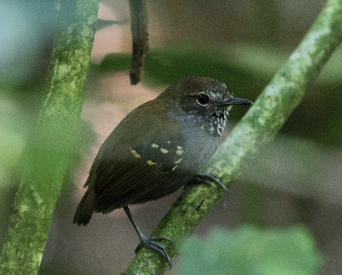 Star-throated Antwren - ML620621551