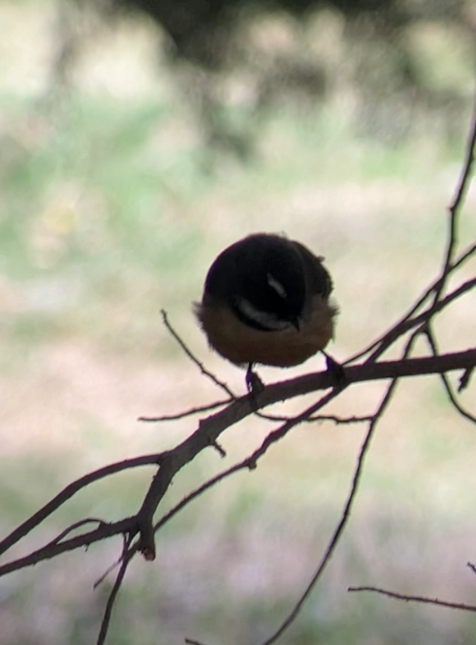 New Zealand Fantail - ML620621553