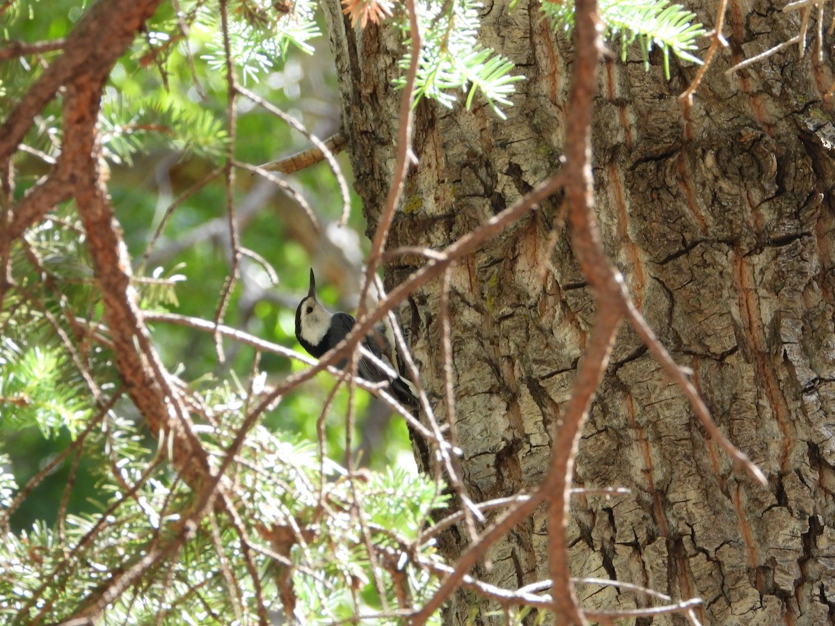 White-breasted Nuthatch - ML620621556